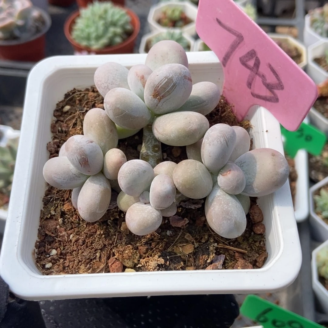 743大叶奶多肉植物