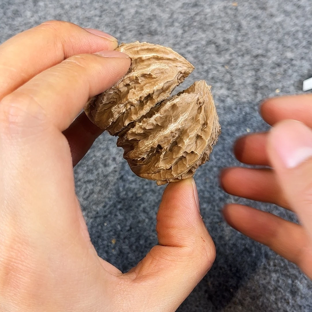 柏木（崖柏）半壁江山