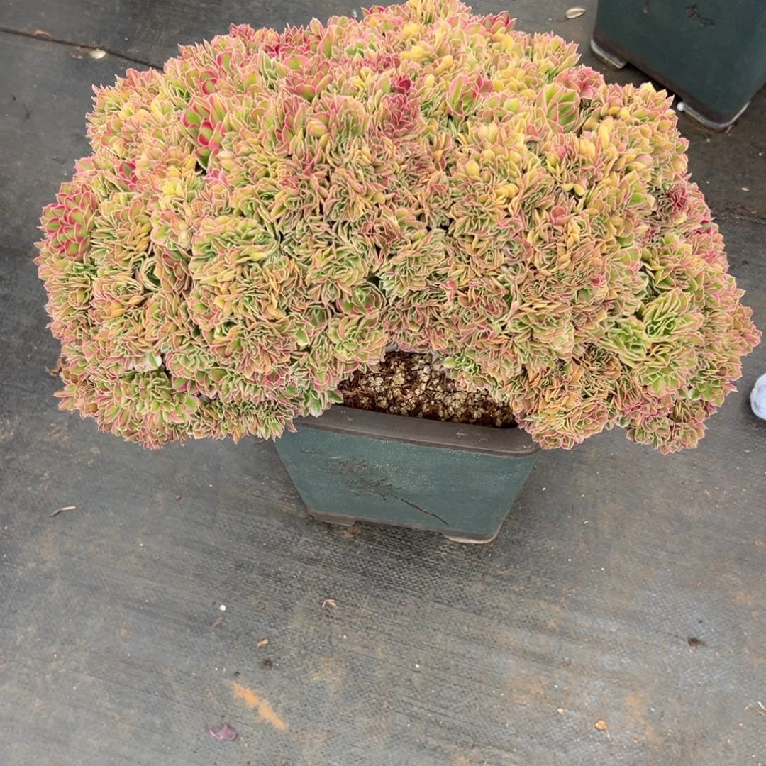 粉女郎缀化老桩厚板