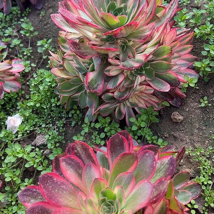 3.13-4黑膜锦多肉植物2