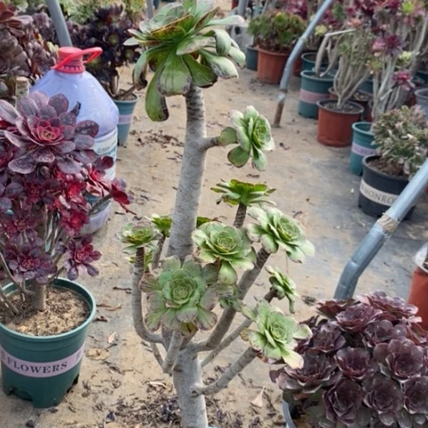 江****姐ｖ锦69多肉植物法师