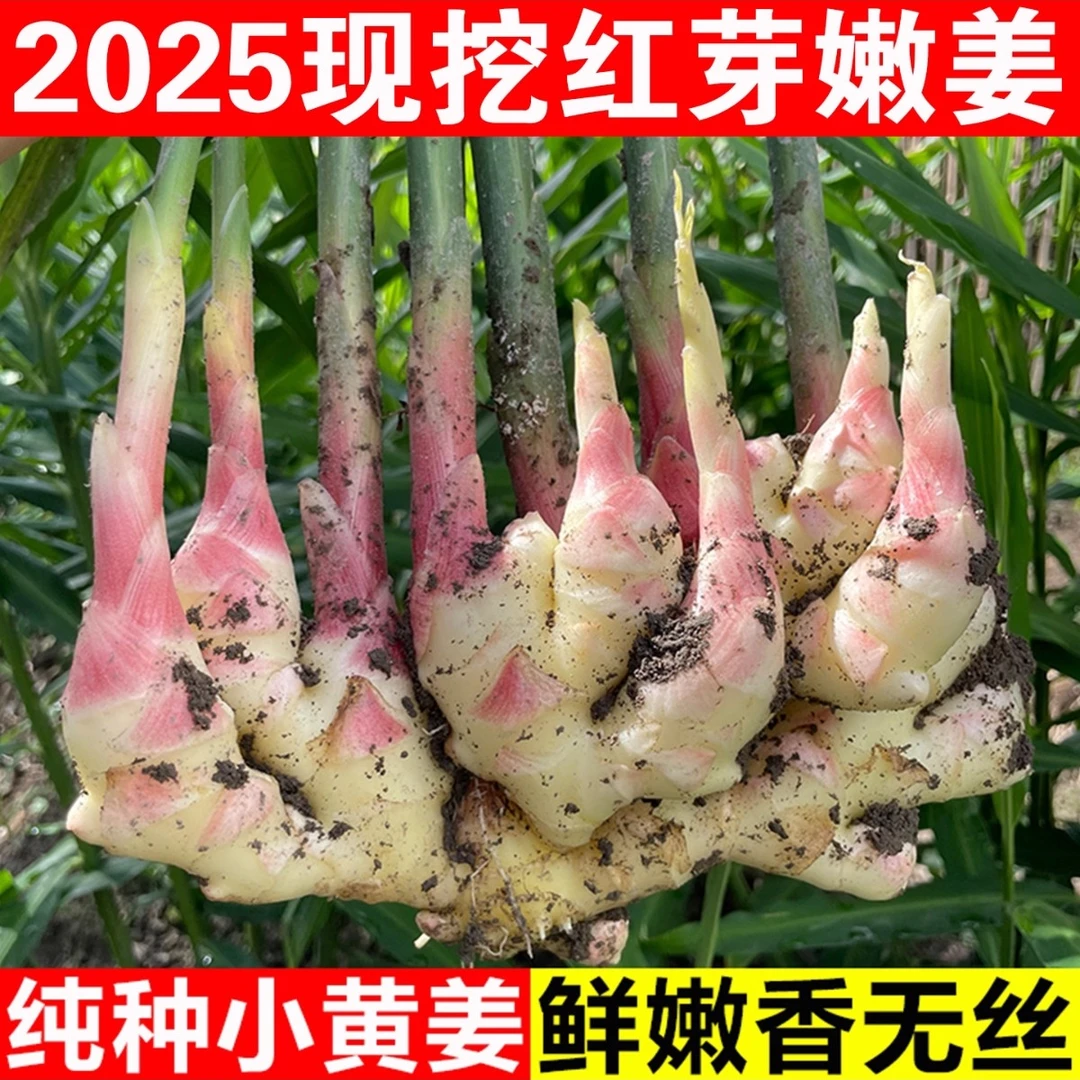 贵州三都本地新鲜嫩姜现挖