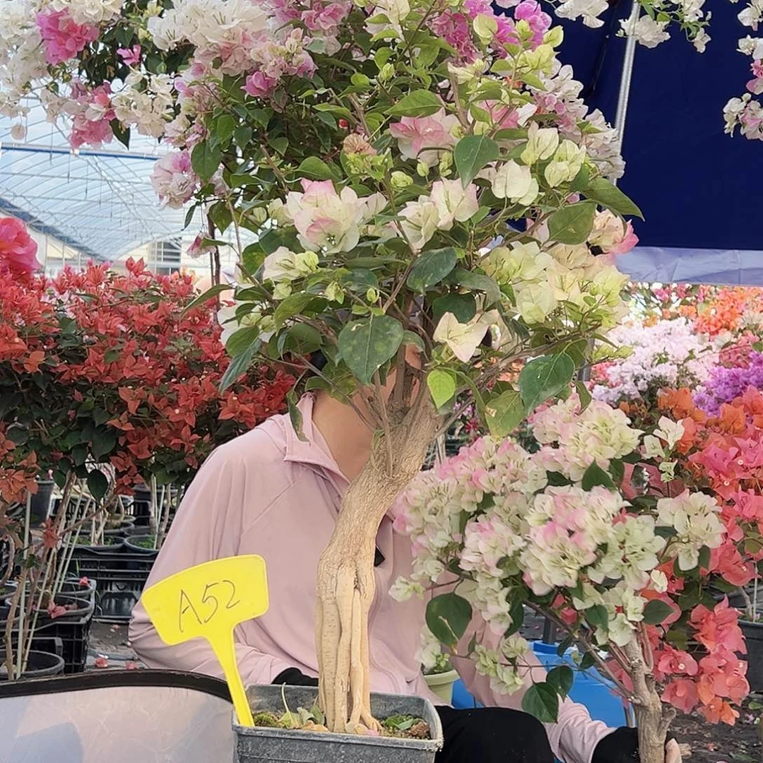 开***赵大部分花苞少量开放A52绿樱