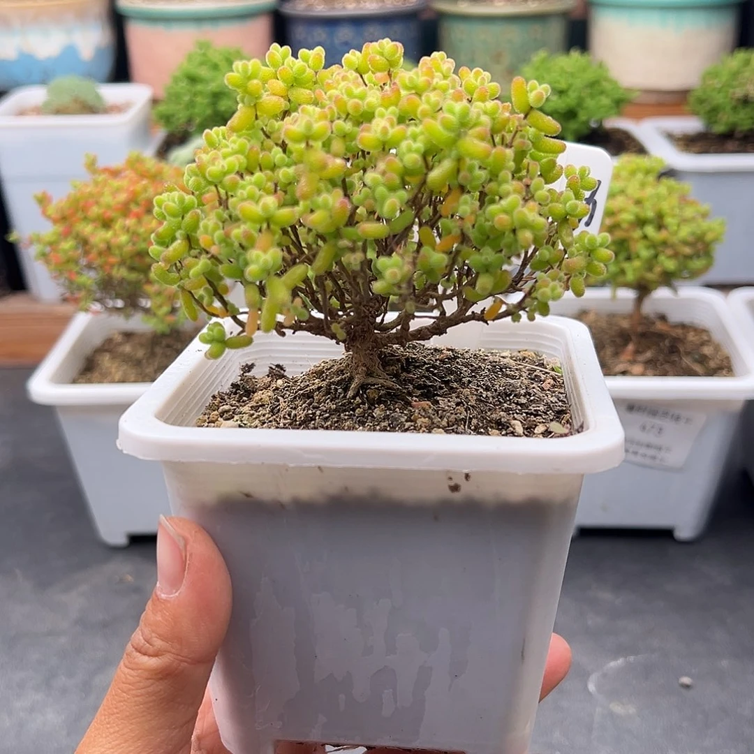 562号金桔糖球粗桩12.18多肉