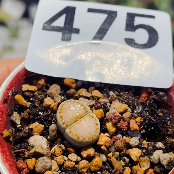 475饼干ex216黄绿饼干