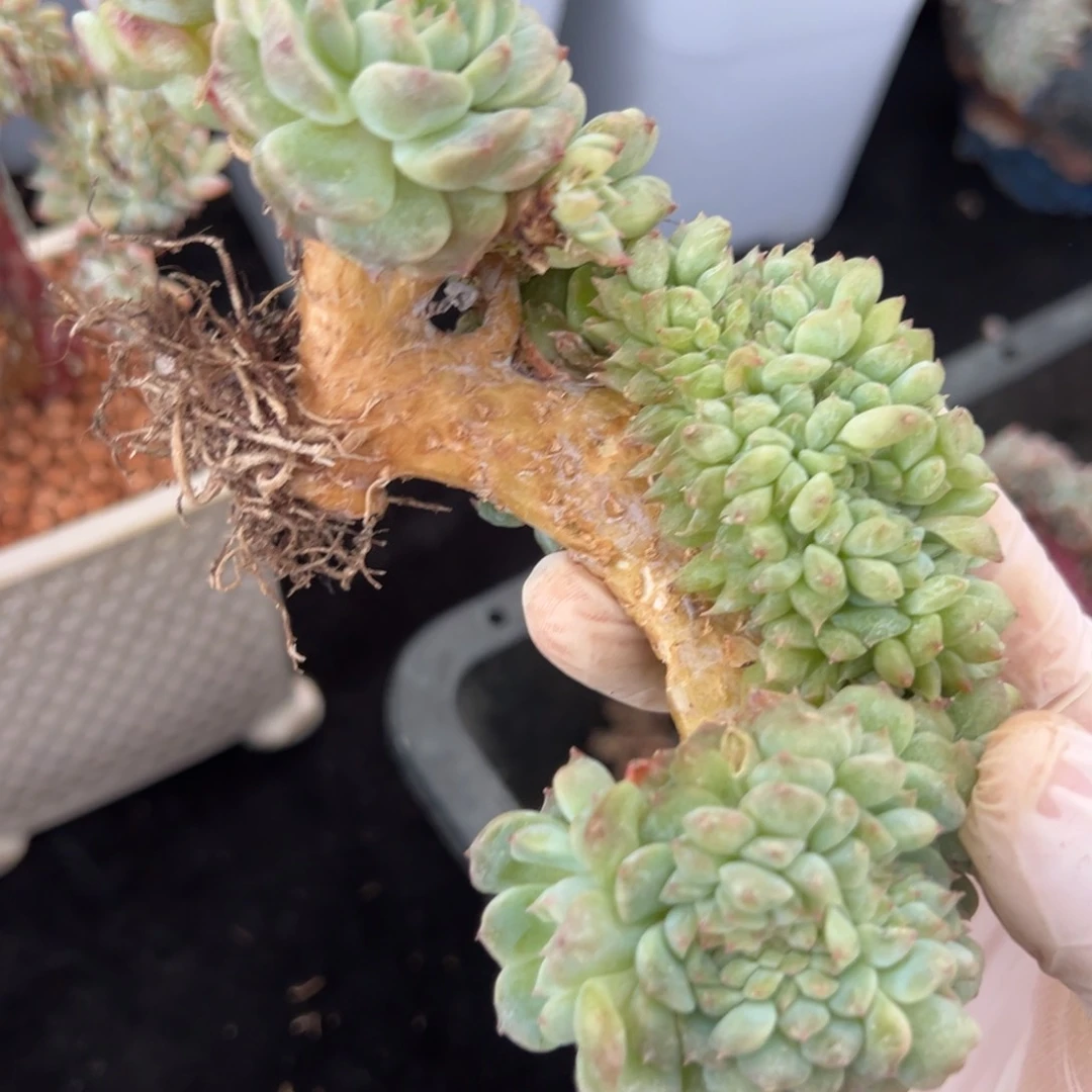 新年快乐 新年快乐 新年快乐