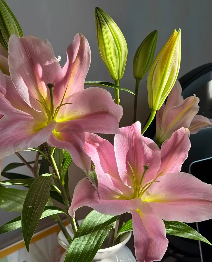 《右芊：稀有芭比公主香水百合花》基地直发鲜花花束家用水养同城速
