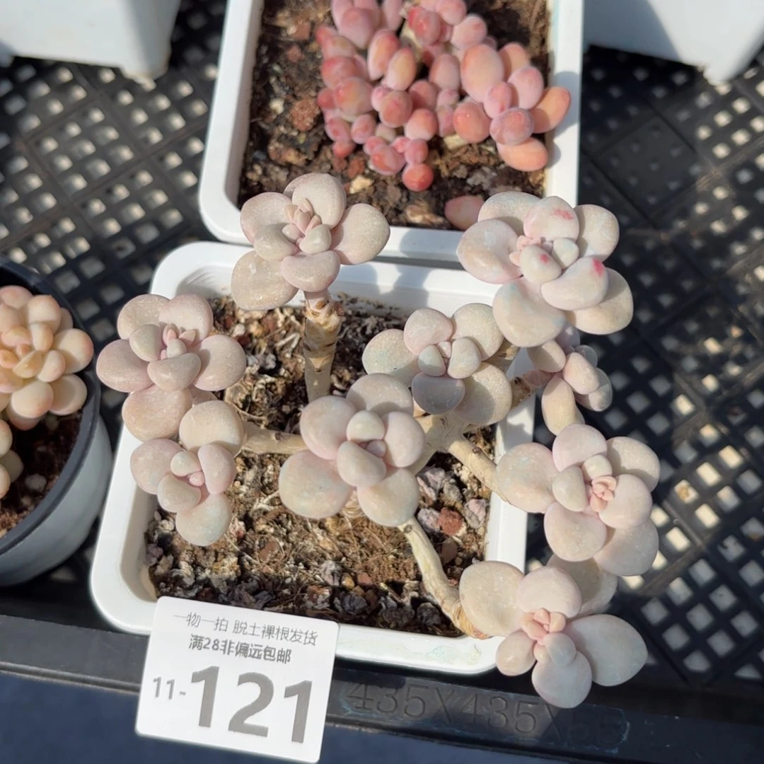 艾伦群老桩多肉多肉