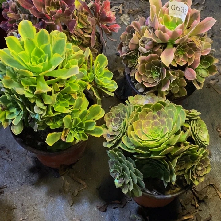 4盆多肉断头不包0635