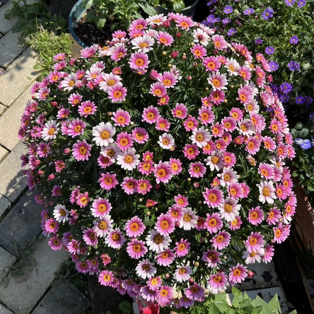 【可爱粉】 玛格丽特 多年生花期长花量大 爆花机器庭院阳台易养护