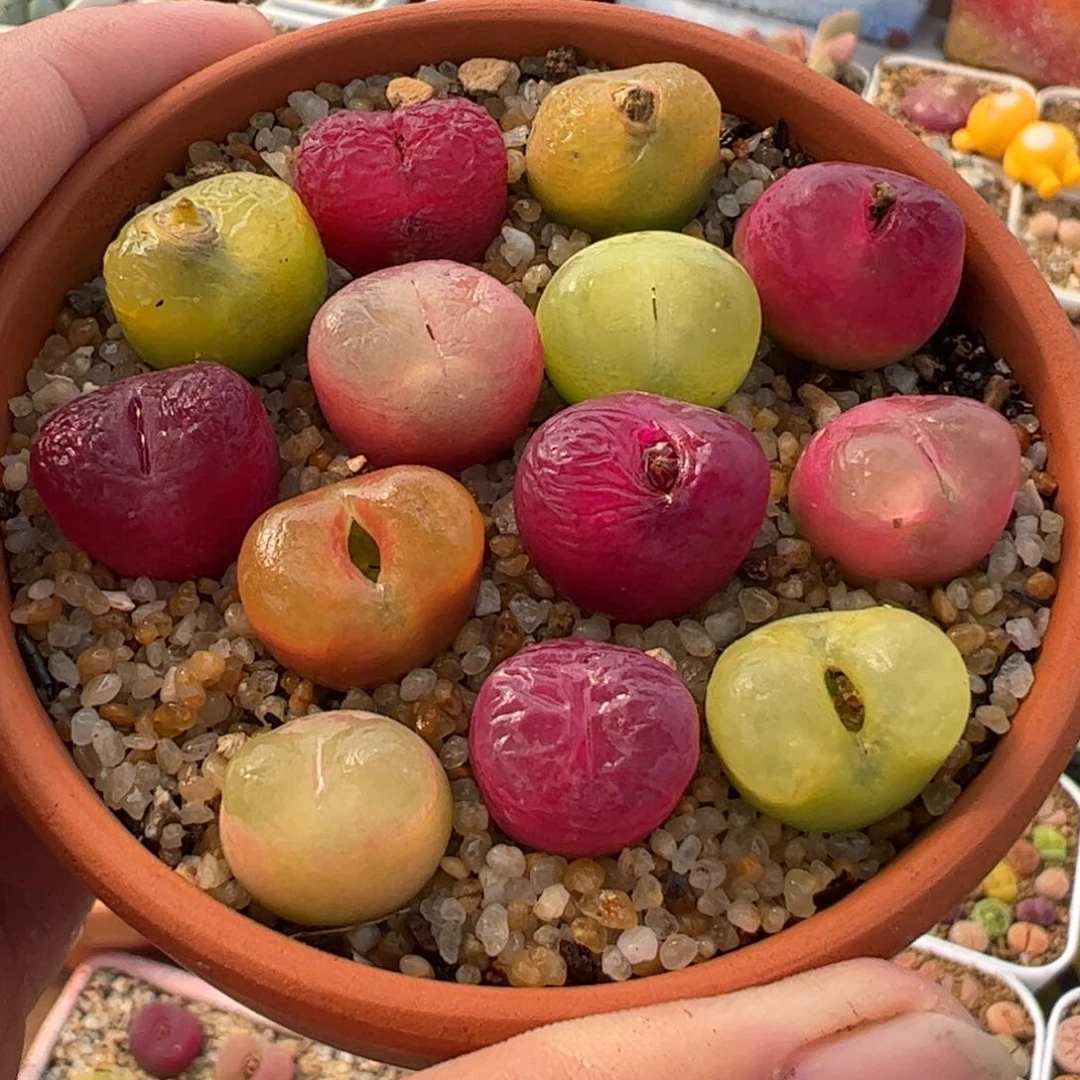 411多肉植物百科