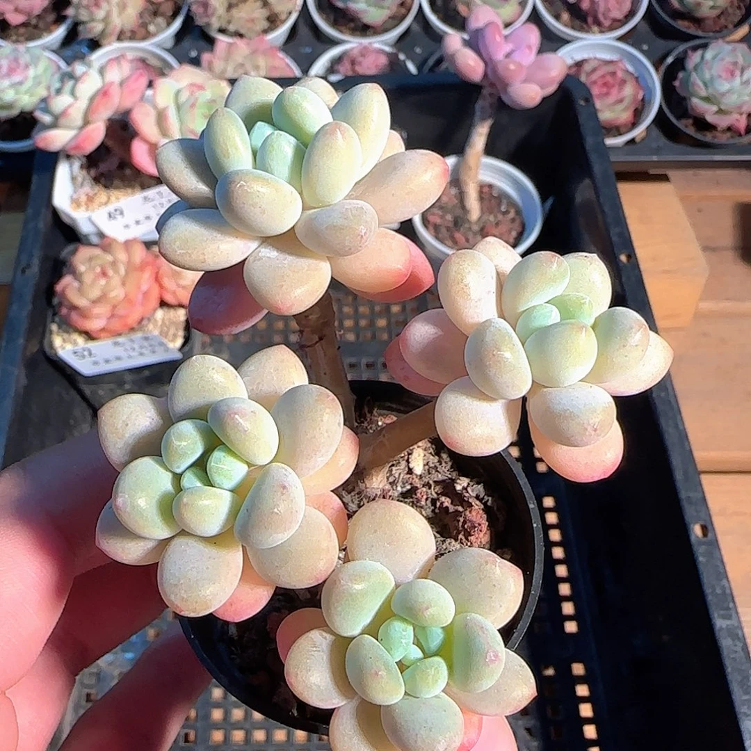 多肉1205-53鱼子酱小老桩可能散