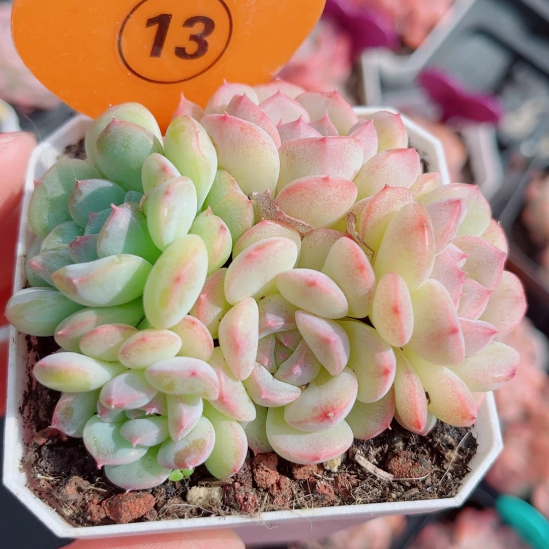 13号小老桩糖心群5头