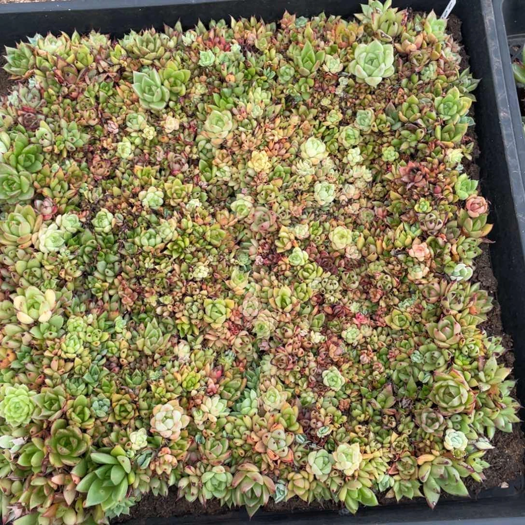 云糖心多肉植物208