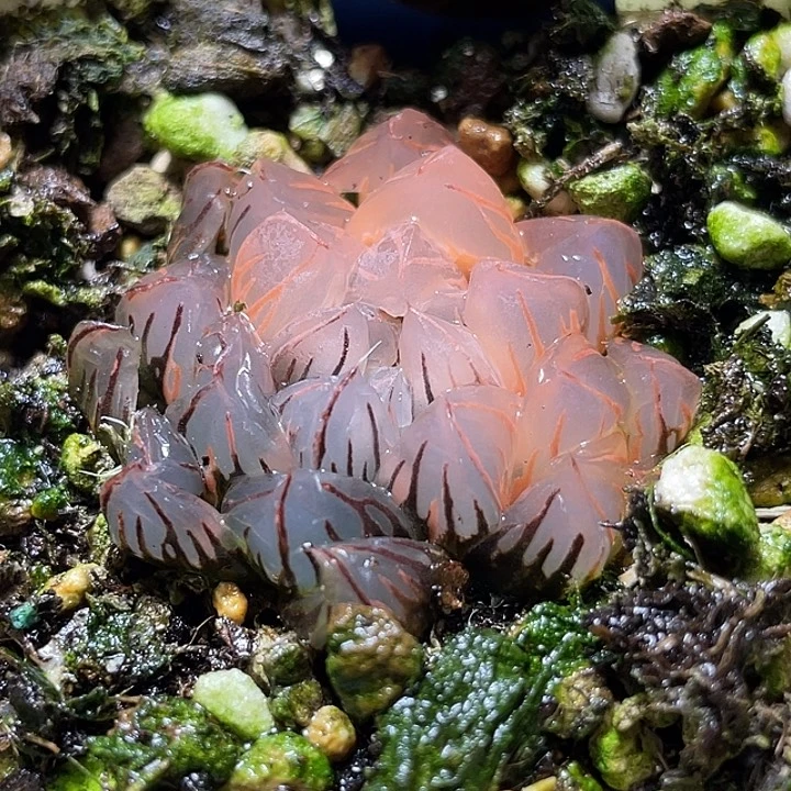 522糊斑水中月锦福利