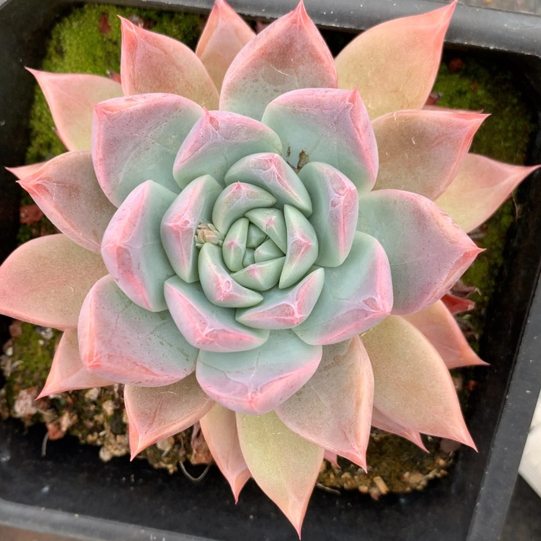 1113杂交精品基地8厘米