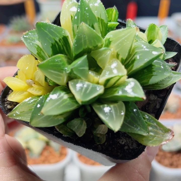 十二卷多肉姬寿锦