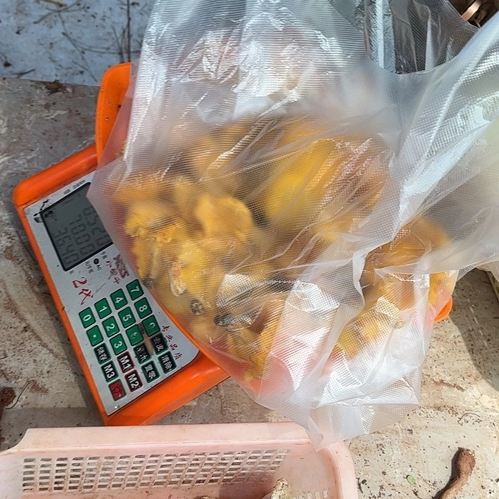 _****云南野生菌各种新鲜菌菇中国大陆