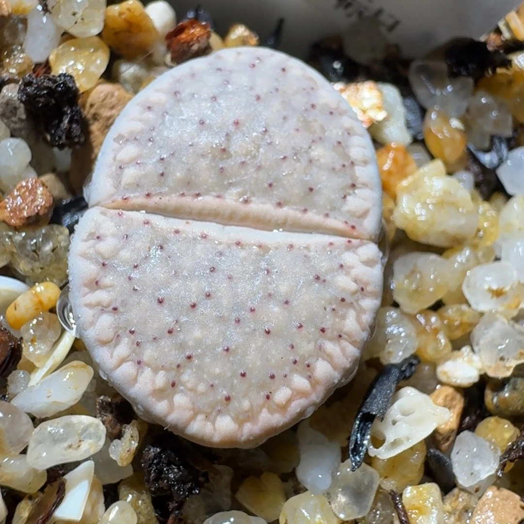 Ssss清仓便宜了粉血点