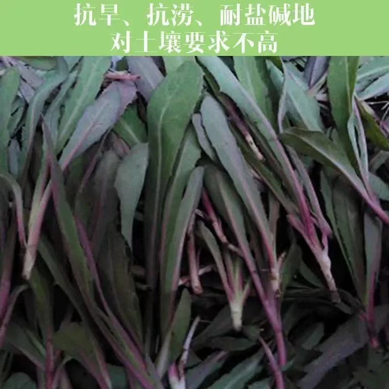 籽种拍三送一野生苦麻菜种子野生东北野菜种子蔬菜种子