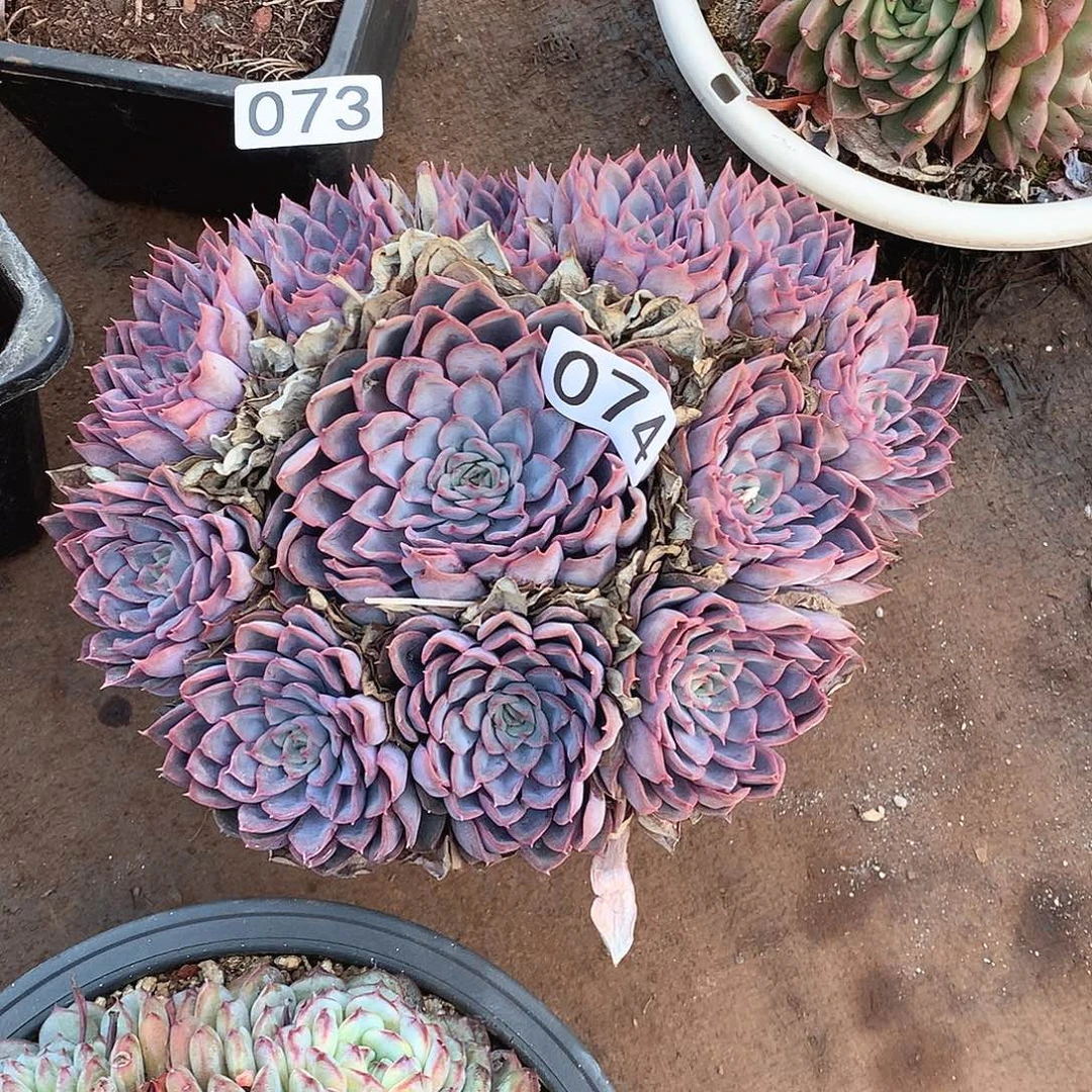 074猎户座一物一拍多肉