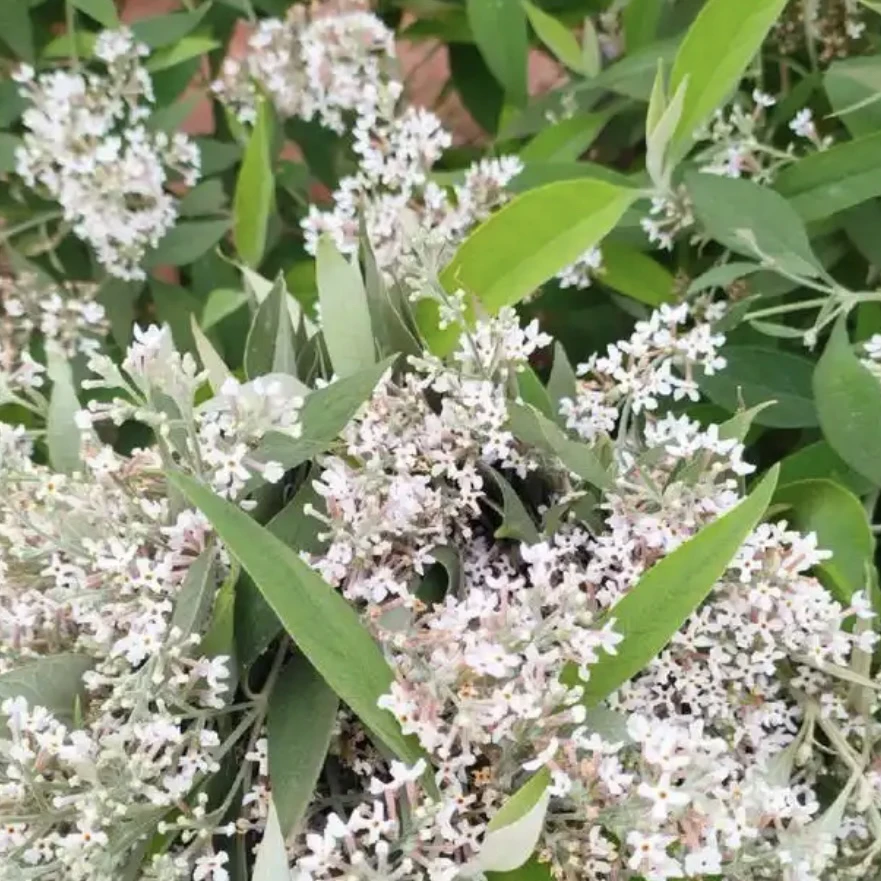蜜檬花 染饭花云南大山里的食用花