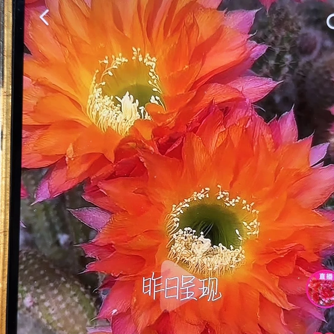 昨日重现彩侧牙20包邮25