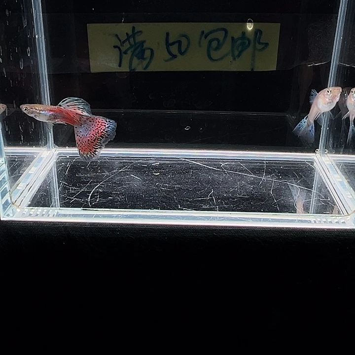 孔雀鱼红草尾孔雀