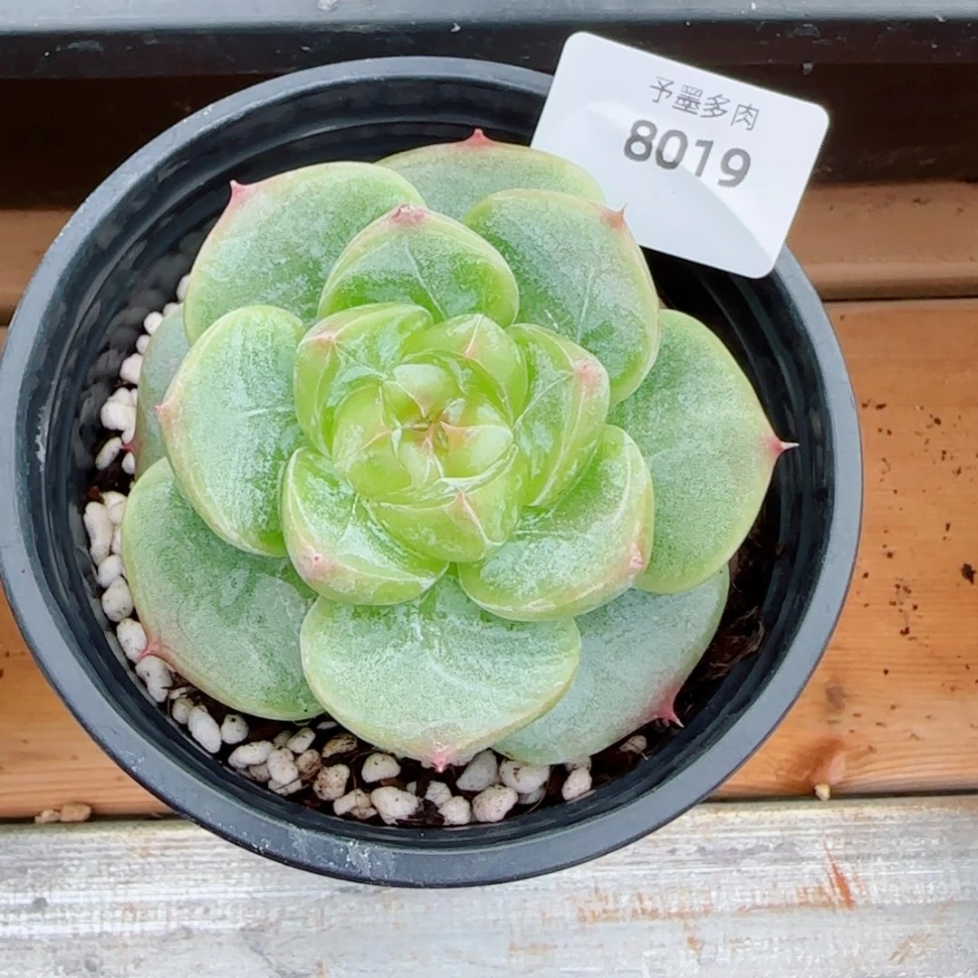菩提珍妮，8019多肉植物