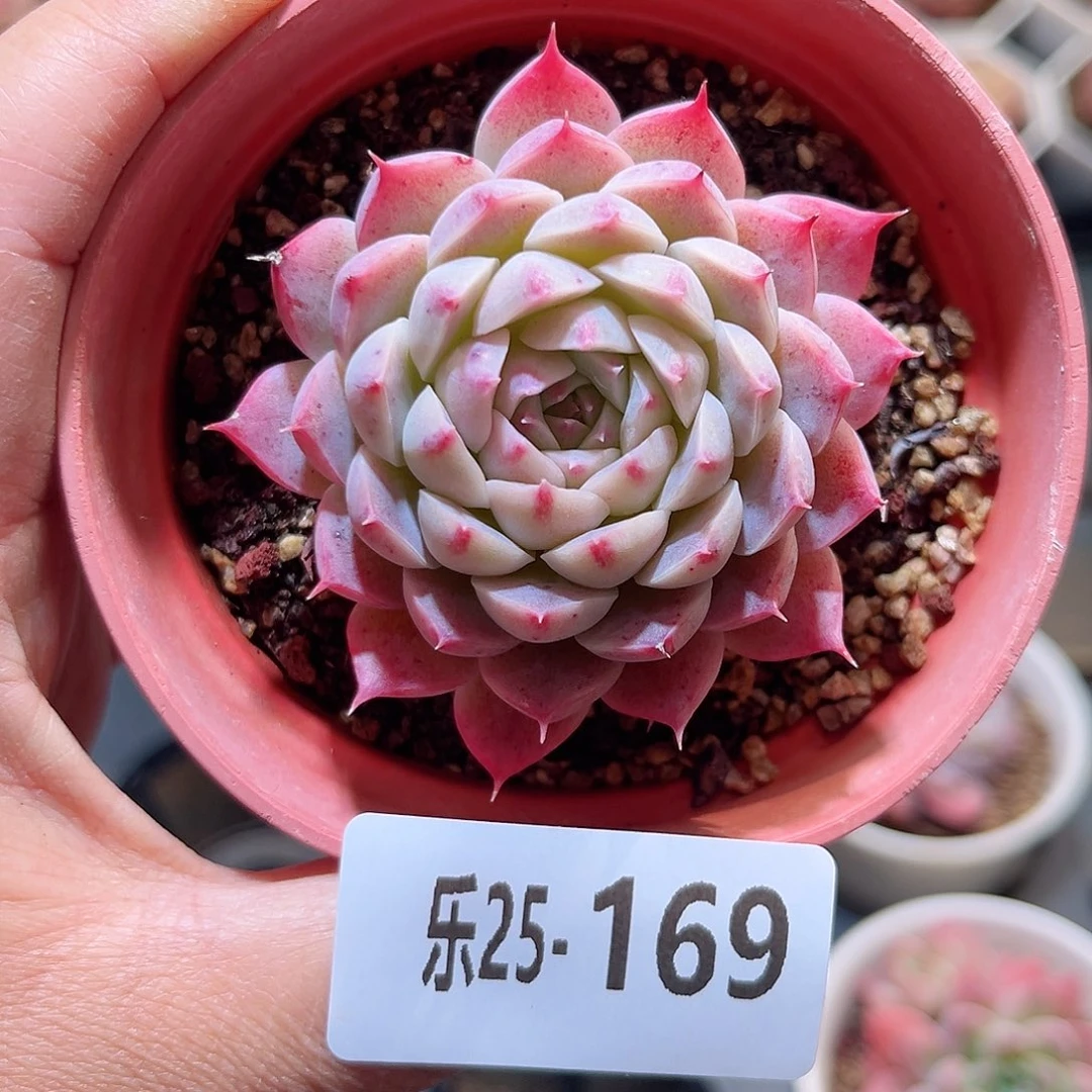 乐25-169 麻薯单头