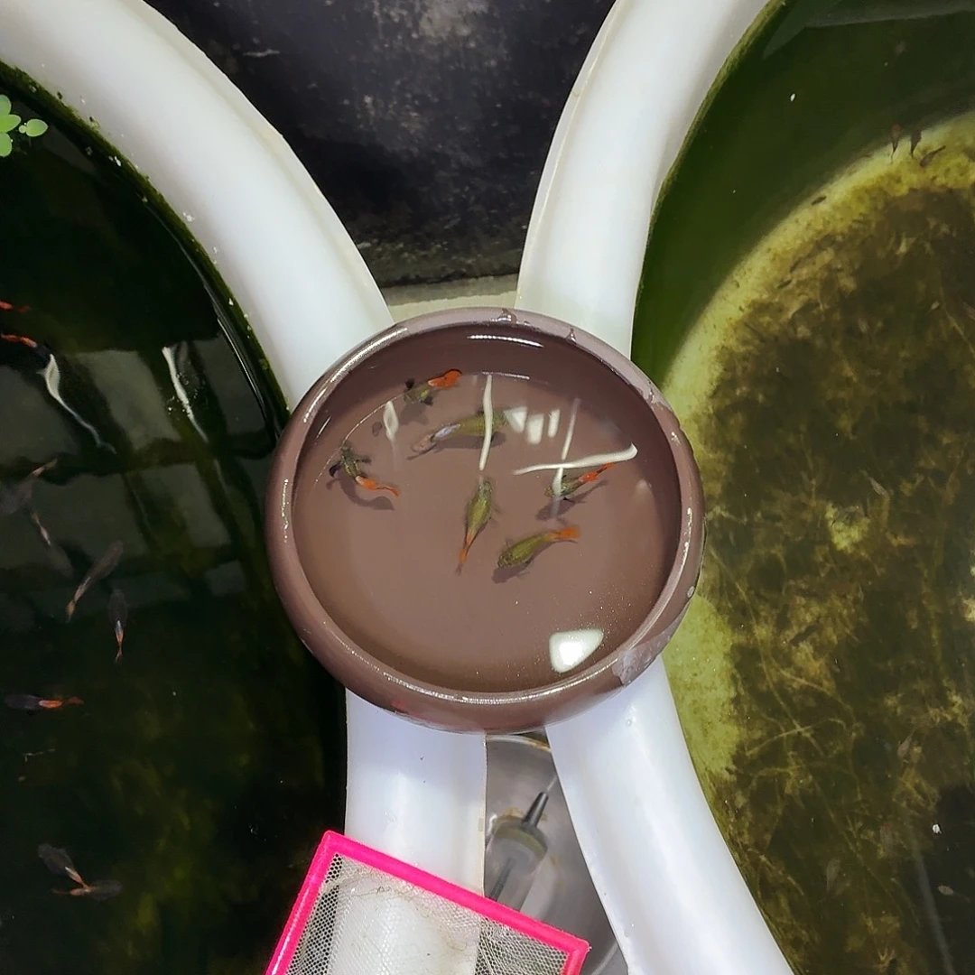 孔雀鱼白金红尾六条