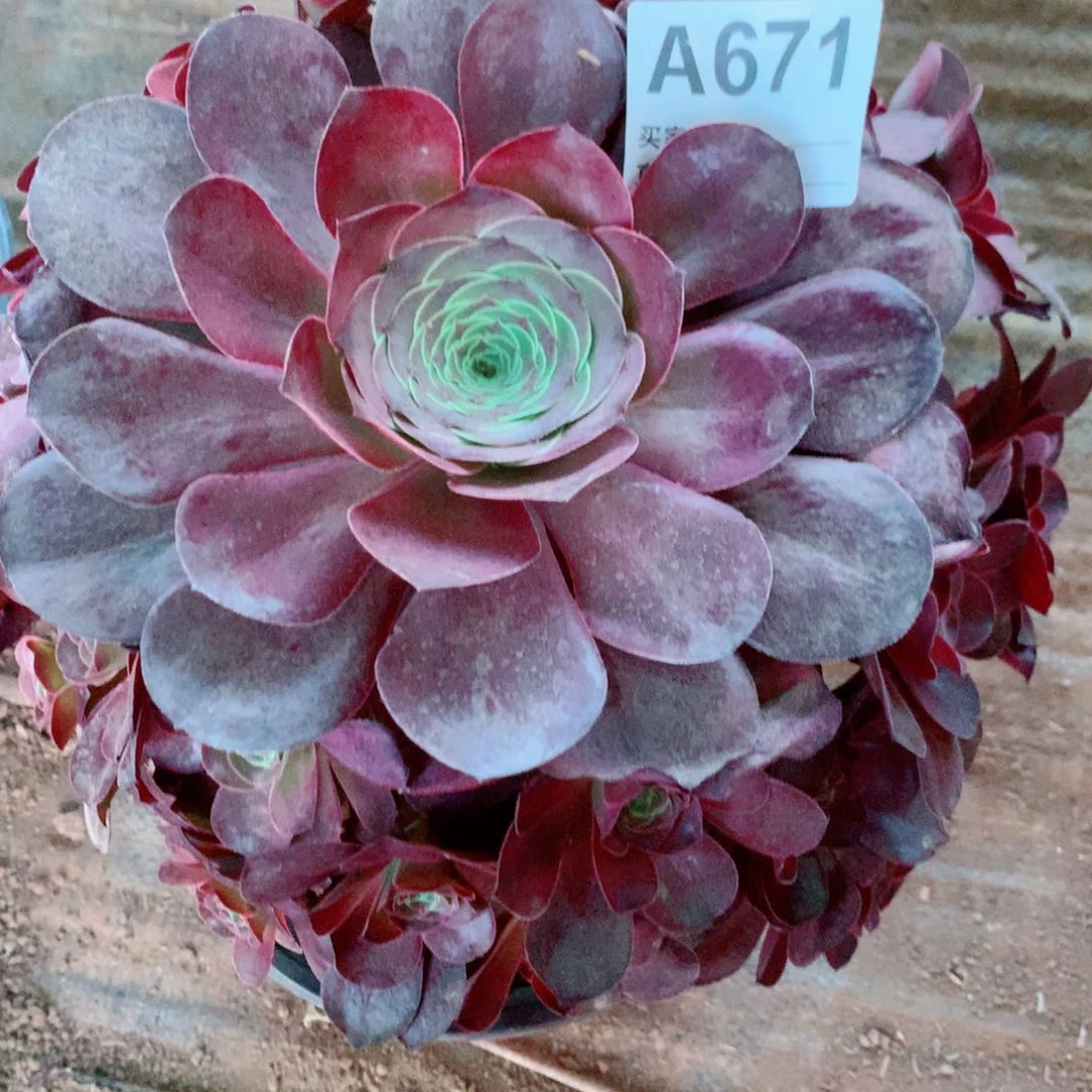 媚金玫瑰法师671