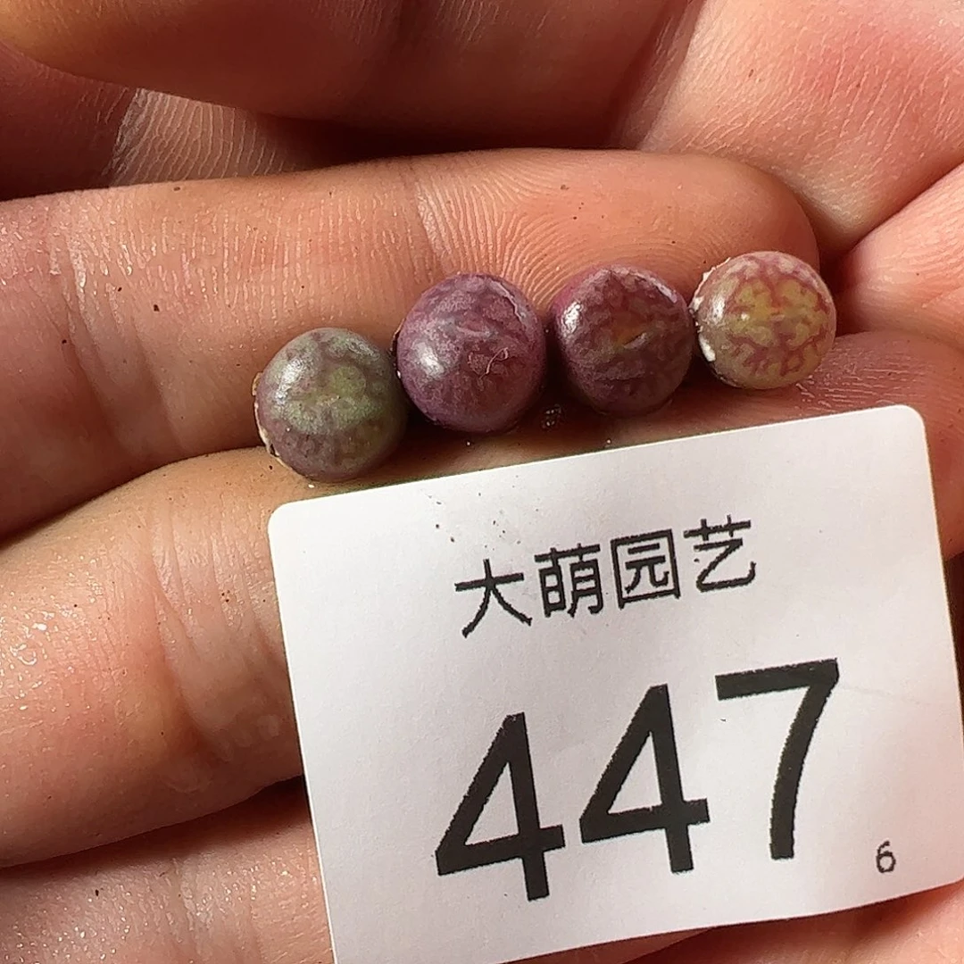 0000447一物一拍……