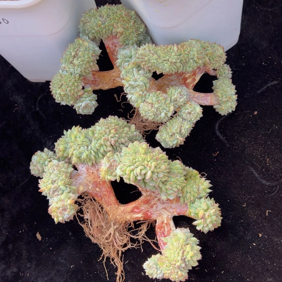 孬*嫑新年快乐 新年快乐 新年快乐