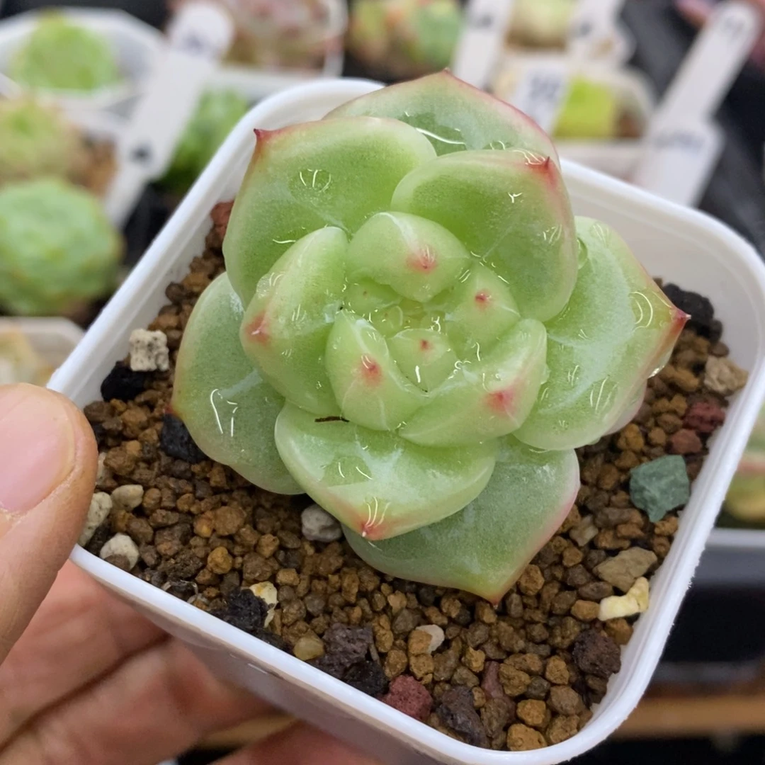 精品多肉一物一拍不包整250