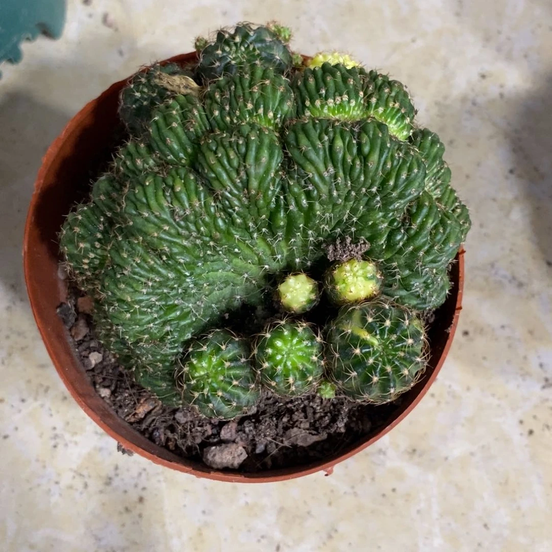 新品丽花缀化锦一物一拍2