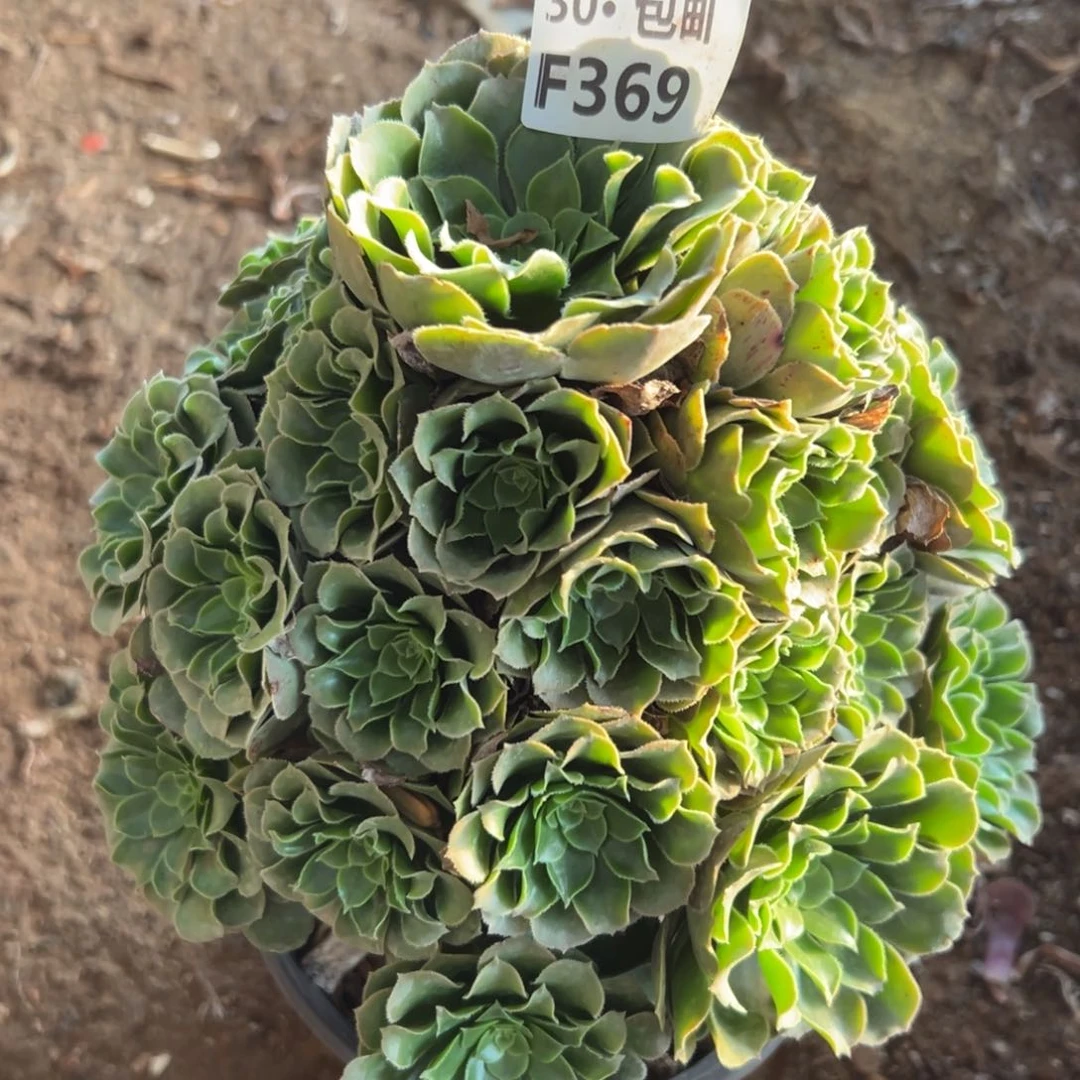 369绿杨蓉多肉法师