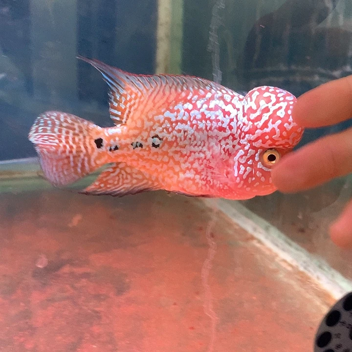 A***生罗汉鱼金花30号8888