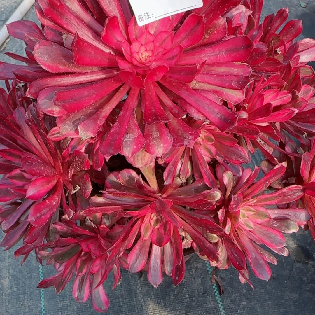 5325黑铜白多肉有断枝