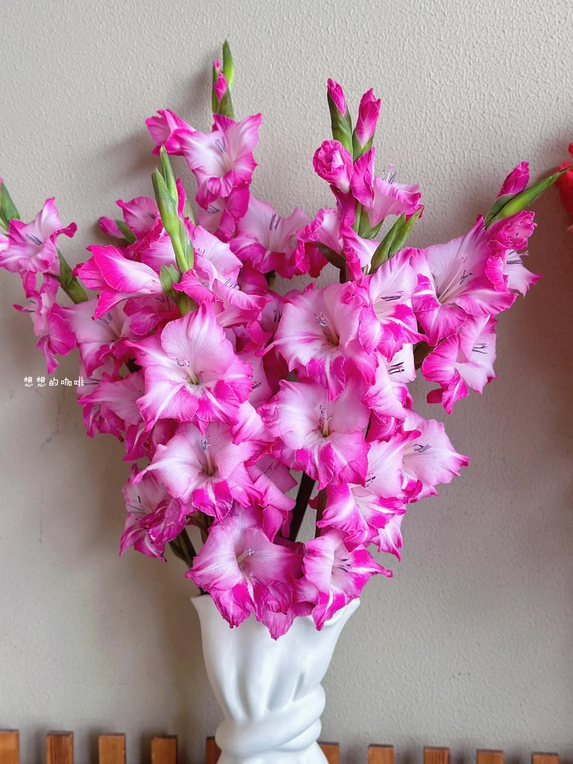 【花之舞】 玫红色系剑兰 步步高   花花颜色以直播间为准