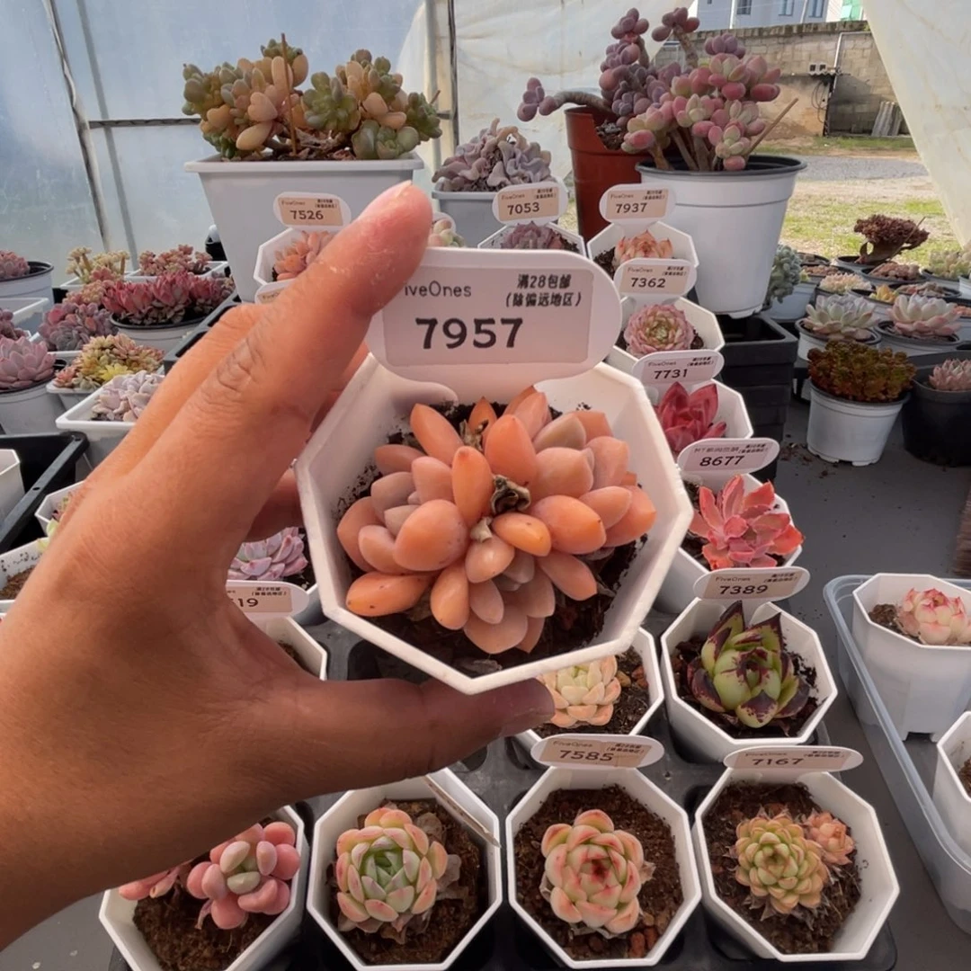 7957op冰玉4.5厘米