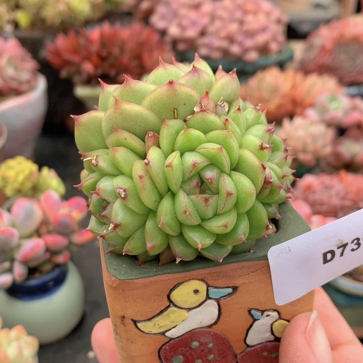 一物一拍含盆土满38包邮D739