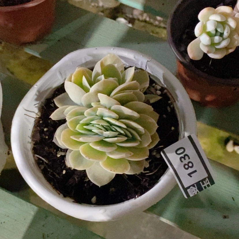 【闪购商品】茼*星娜塔缀1830