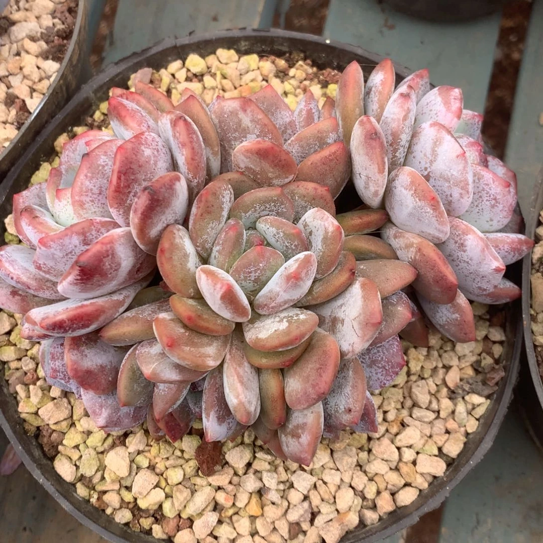 无花朵紫皮哈哈哈哈哈哈17