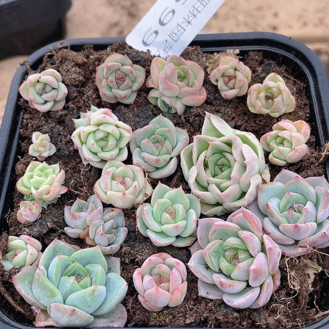 多肉植物多肉植物599