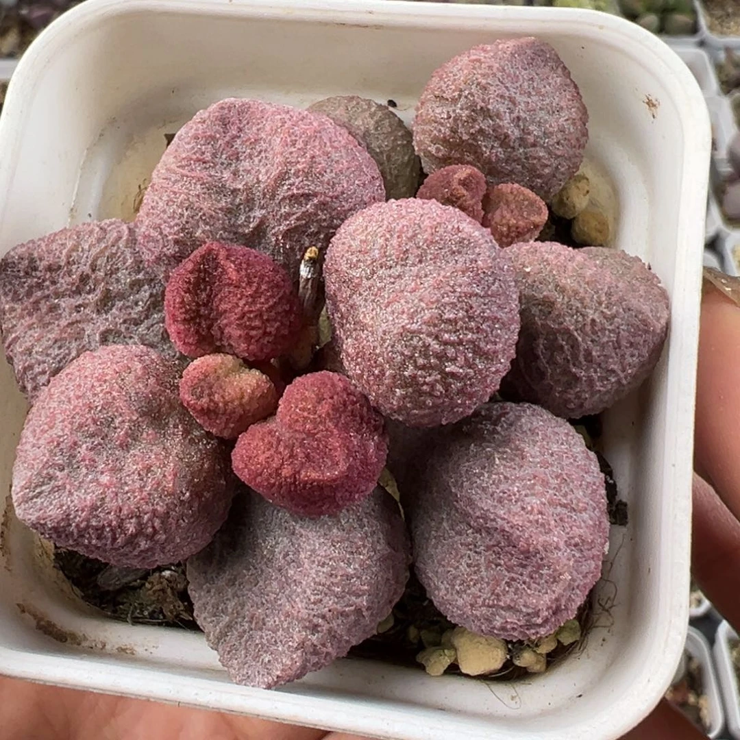 水蜜桃老桩多肉植物水泡