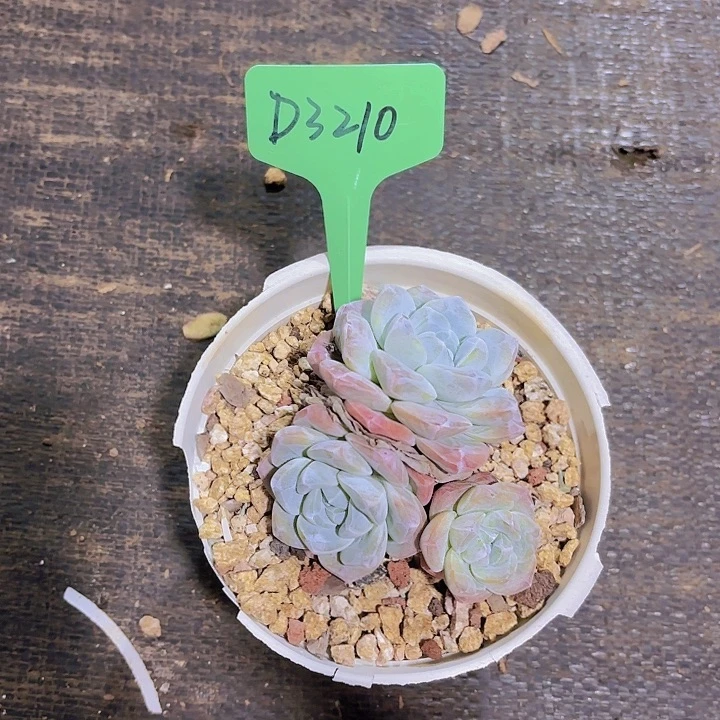 涵*冰玉一物一拍D3210