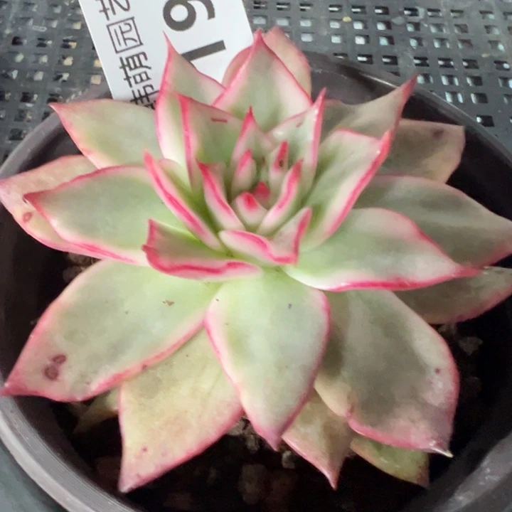 吉赛尔锦多肉植物1196