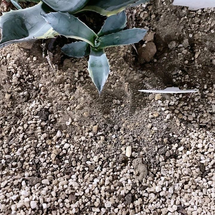 龙舌兰海洋之星包邮