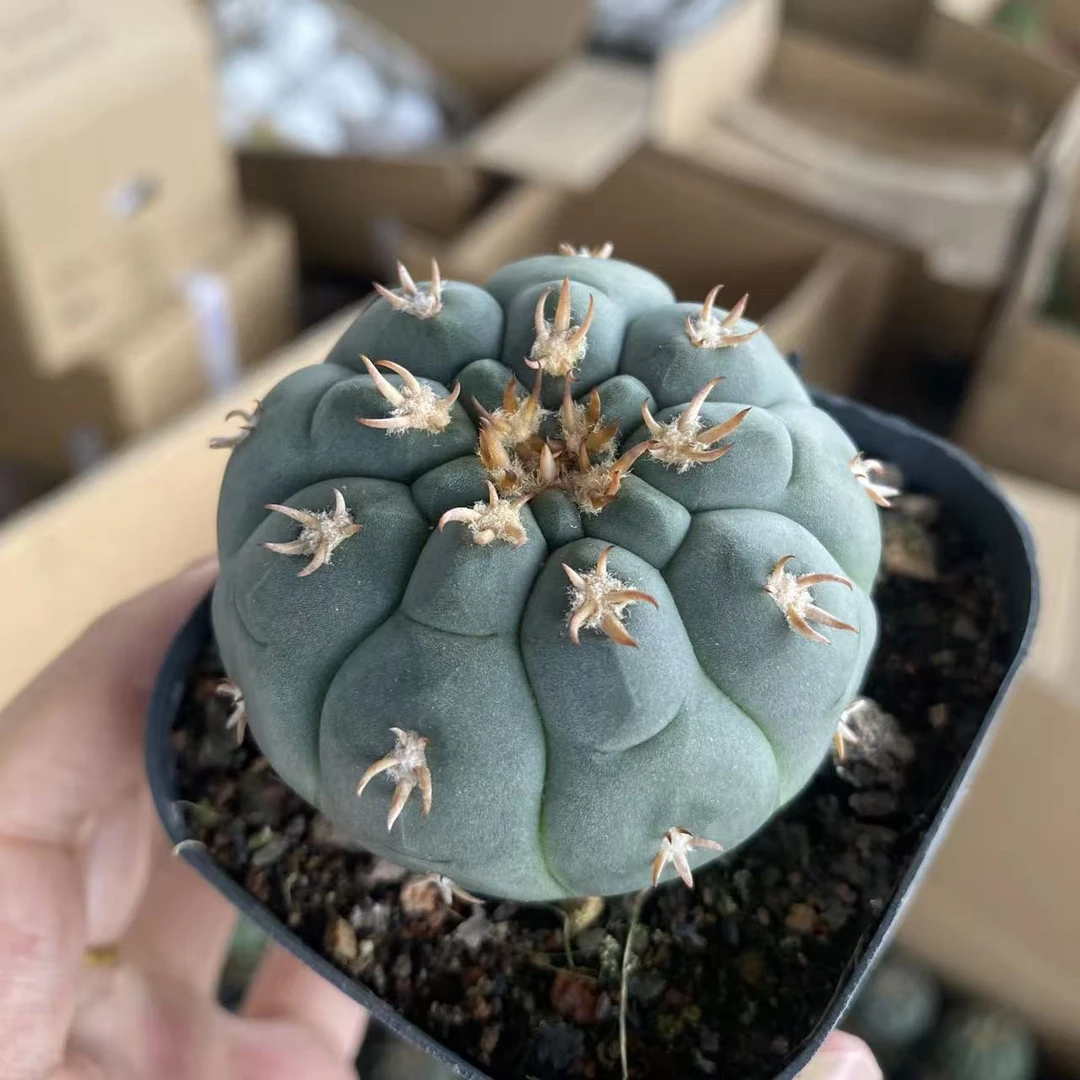 实生猫爪4-5cm     仙人球漳州基地直发 新手好养